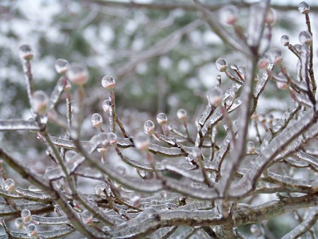 Icey Branch - nature, ice, abstract, trees