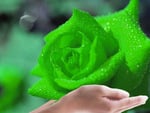 light-green-rose_for ALL my best friends