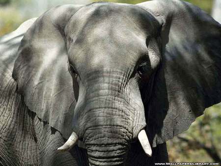 elephant-head - head, big, elephant, ears, face, animals