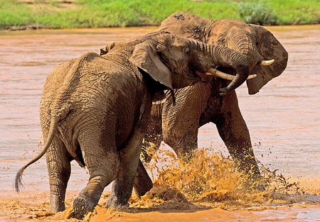 Elephant-Fight. - nature, fight, elephants, animals, water, outdoor