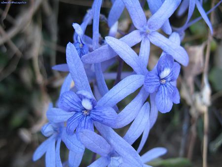 Color of sky - sky, flower, flowers, nature, blue