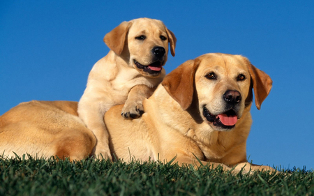 mommas boy - animal, cute, lab, adorable, grass, sky, fru, photography, dog