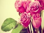 Pink roses for your valentine