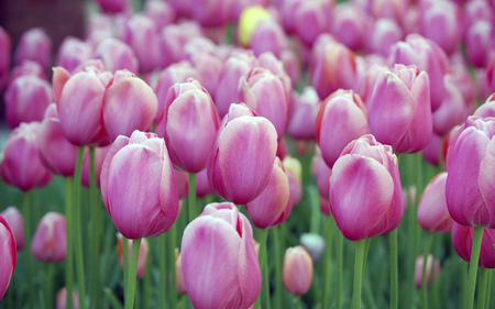 pink tulips - nature, pretty, pink, tulips, flowers