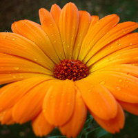 orange-gerbera-flower