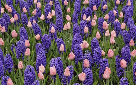 fragrant fiels - flowers, tulips, nature, purple, hyacinth, pink