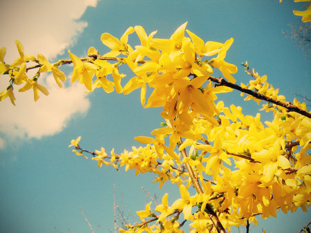 A wonderful bright day ;) - sparkle, spring, yellow, sun, forever, sky, bright, heart, day, sunshine