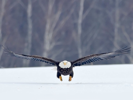 Permission to Land - bald, eagle, in flight, snow