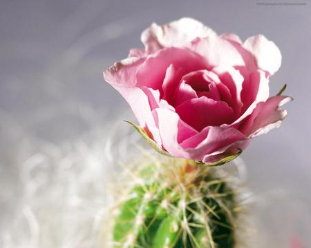 cactus & rose - beautiful, cactus, pink, rose