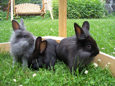 rabbit brothers - rabbits, brothers, green, black, gray