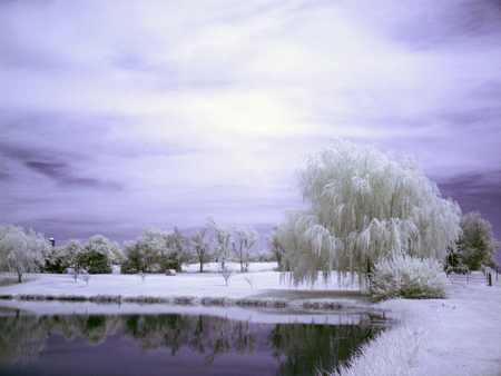 snow white winter - clouds, trees, winter, water, snow, wet, beauty, frozen, white, cold, lake, sky