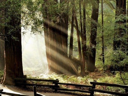 sunlit rays - forset, beauty, nature, trees, landscape, sun, green