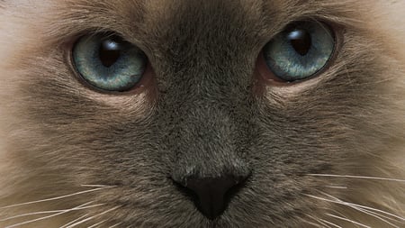 Cats Eyes