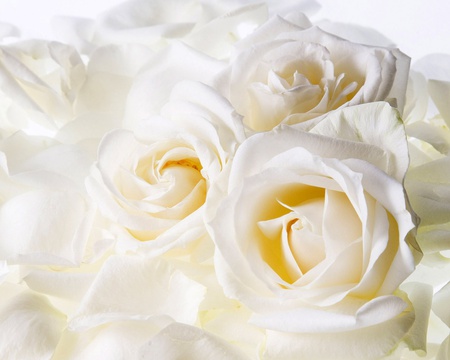 White Roses - beauty, roses, rose, spring, white roses, nature, white, the, pretty, beautiful, are, flowers, flower