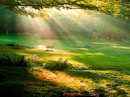 Patches - trees, rays, mist, patches of light, forest, green grass