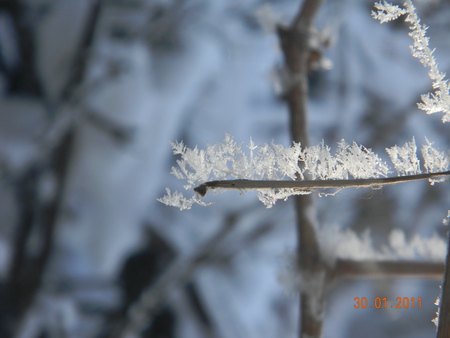 Winter - threes, ice, frozen, winter