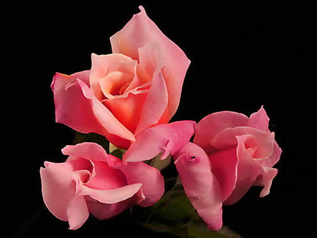 First Love - three, love, roses, pink, black background