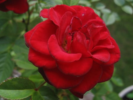 Red Rose - miniature, colorful, red, beautiful