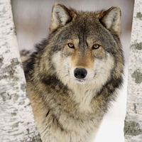 Gray Wolf