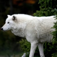 Arctic Wolf