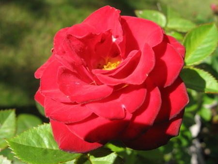 Sunny Rose - red, bright, sunshine, colorful