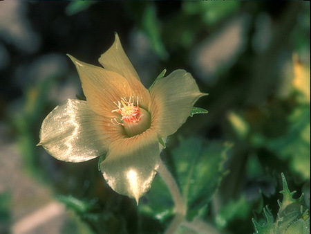 Glisten - blooming, leaves, white and orange, glistening petals, floer