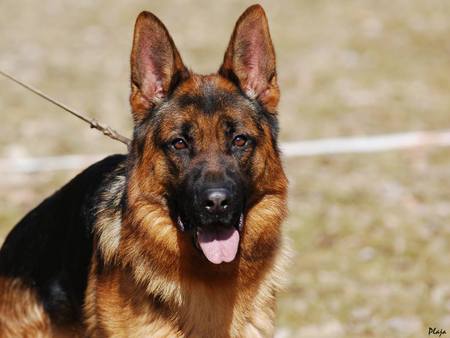 The Great Shepard - cool dogs, german shepard, police dogs, baby german shepard