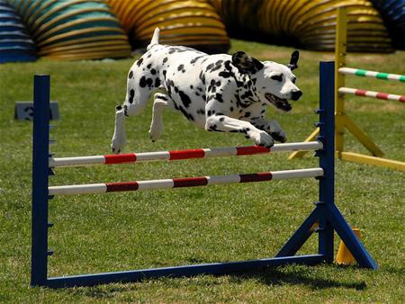 The Jumping Dog!!!!! - dalmation, animals jumping, dogs, cool animals, dalmations jumping