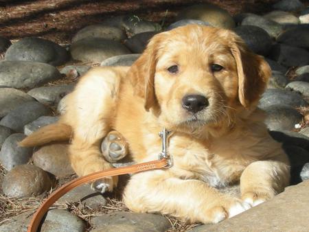 The Golden Pup!!!!!! - dogs, cute dogs, golden retreiver, golden retreiver pup