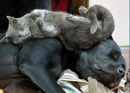 Togetherness - ears, canine, dog, tail, paws, cat, fur, feline, whiskers, sleeping, animals