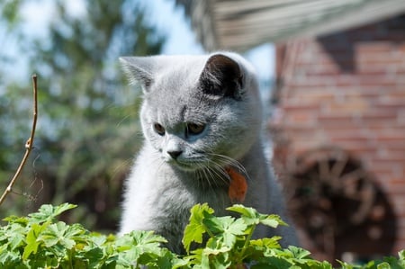 little grey - greens, backyard, grey kitten, cute, little, sitting