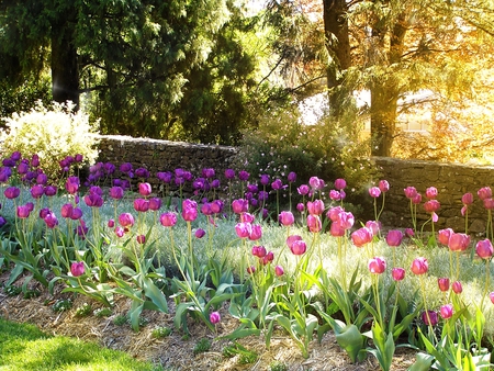 nature wore a sunny smile - stonewall, trees, sunlight, day, tulips, flowers, road, garden