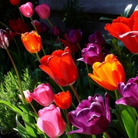 Tulips