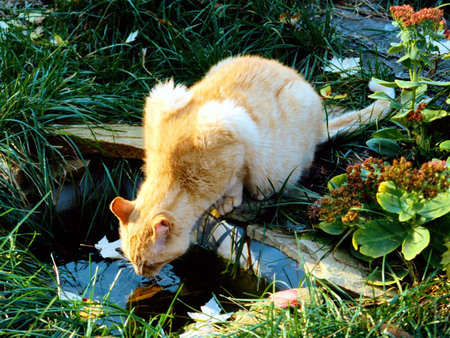 Cats-Water-Should - drink, cat, animals, water, nature, reflection, cats, grass, outdoor