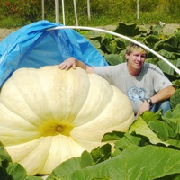 giant pumpkin