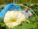 giant pumpkin