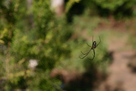 Spider in a web in our garden - come into my web, incy wincy, not, said the spider