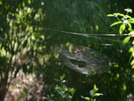 rainbow caught in a spiders web