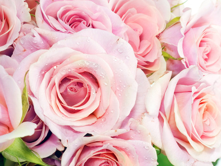 Roses - beauty, nature, roses, pink, rose, flower