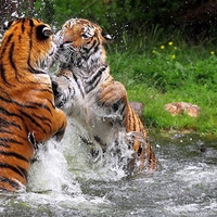 Fight in Water