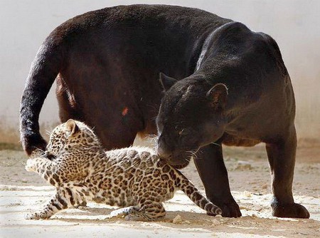 Leopard w Cub - black, leopard, picture, cub, cute