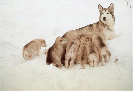 Dog w Cubs - picture, cubs, dog, cute, on snow