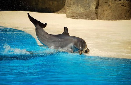 Dolphin - beautiful, dolphin, cute, picture