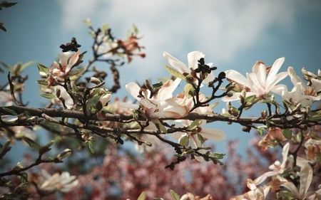 Blossom - flowers, clouds, trees, nature, blossom, beautiful, sky