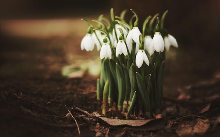 Snowdrops - white, nature, white flowers, snowdrop, beautiful, snowdrops, flowers