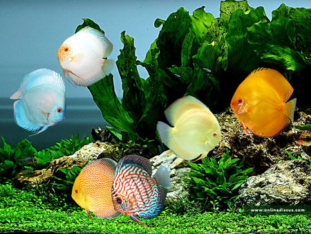 discus - trees, aquarium, animals, water, fish, color, discus