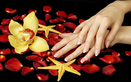 Rose Petals - beauty, red petals, roses, photography, rose, starfish, manicure, pretty, petals, romance, rose petals, hands, orchid, lovely, nature, romantic, beautiful, red, flowers, colors