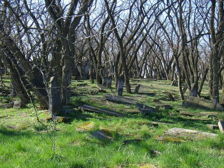 jewish cementery, zdunska wola, poland - cementery, poland, gravestones, trees