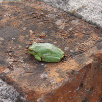 birkenau-frog