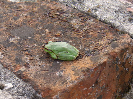 birkenau-frog - green, brick, frog, birkenau